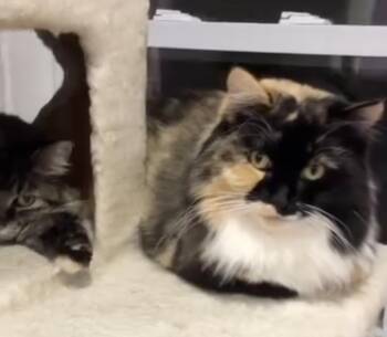 Rescue Domestic Long Hair Cats for Adoption in Wells, Maine - Allura (Colony Cat CC) | PetCurious