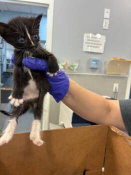 MAC -  Domestic Medium Hair Cat for Adoption in Palmetto, Florida - MAC | PetCurious
