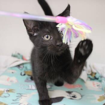 Seis -  Domestic Long Hair Cat for Adoption in Champaign, Illinois - Seis | PetCurious