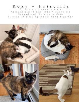 Rescue Tortoiseshell Cats for Adoption in Sacramento, California - Priscilla | PetCurious