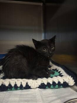 Maxs -  Domestic Short Hair Cat for Adoption in Evansville, Indiana - Maxs | PetCurious