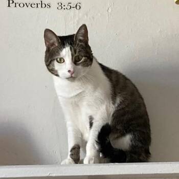 Domestic Short Hair Cats Available for Adoption in Bayonne, New Jersey - Pusheen | PetCurious