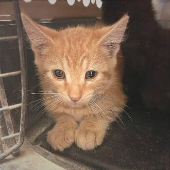 Sunset -  Domestic Short Hair Cat for Adoption in Albert Lea, Minnesota - Sunset | PetCurious