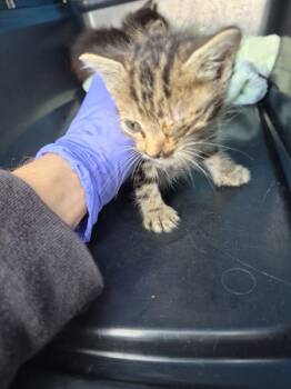 Sf 25 -  Domestic Short Hair Cat for Adoption in Lawrenceville, Georgia - Sf 25 | PetCurious