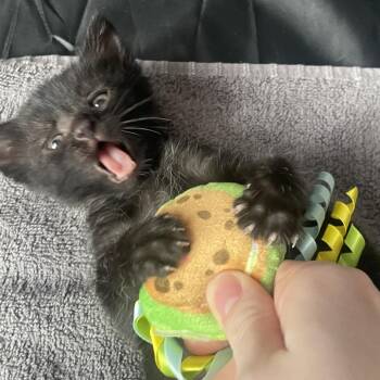 Goosey -  Domestic Short Hair Cat for Adoption in Nashville, Indiana - Goosey | PetCurious