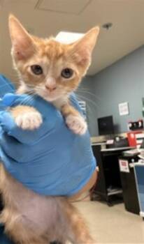 BRUISER -  Domestic Short Hair Cat for Adoption in Riverside, California - BRUISER | PetCurious