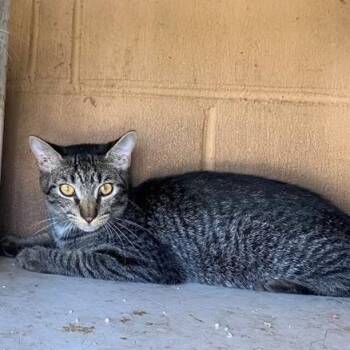Laurel -  Domestic Short Hair Cat for Adoption in West Palm Beach, Florida - Laurel | PetCurious