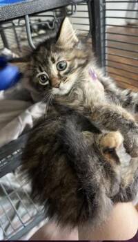 Mexican Pizza -  Domestic Medium Hair Cat for Adoption in Clarksville, Tennessee - Mexican Pizza | PetCurious