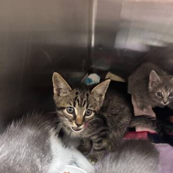 Guster 26-0720 -  Domestic Short Hair Cat for Adoption in Yanceyville, North Carolina - Guster 26-0720 | PetCurious