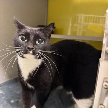 Spoon -  Domestic Short Hair Cat for Adoption in Parkersburg, West Virginia - Spoon | PetCurious