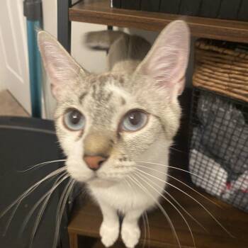 Aphrodite -  Domestic Short Hair Cat for Adoption in Tuscaloosa, Alabama - Aphrodite | PetCurious