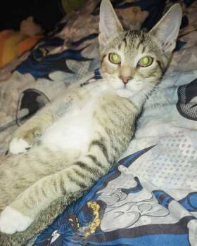 Rescue Domestic Short Hair Cats for Adoption in New Albany, Indiana - Sparky | PetCurious