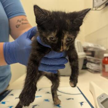 Clarke -  Domestic Medium Hair Cat for Adoption in Lynchburg, Virginia - Clarke | PetCurious