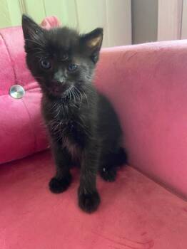 Domestic Short Hair Cats Available for Adoption in Leonardtown, Maryland - Major | PetCurious