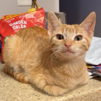 Splash -  Domestic Short Hair Cat for Adoption in South Elgin, Illinois - Splash | PetCurious