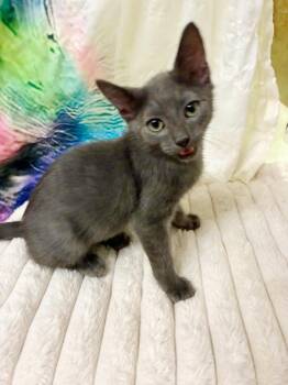 Dimitri Wellington -  Domestic Short Hair Cat for Adoption in Chandler, Arizona - Dimitri Wellington | PetCurious