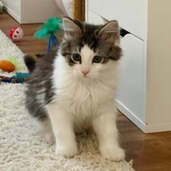Oliver -  Domestic Long Hair and Domestic Short Hair Cat for Adoption in Wheaton, Illinois - Oliver | PetCurious