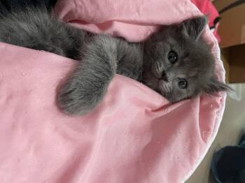 Domestic Long Hair Cats Available for Adoption in Fruit Heights, Utah - Zuko | PetCurious