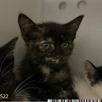 Georgette -  Domestic Short Hair Cat for Adoption in West Palm Beach, Florida - Georgette | PetCurious