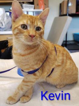 Domestic Short Hair Cats Available for Adoption - Kevin | PetCurious