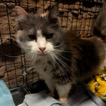Domestic Long Hair Cats Available for Adoption in Rocky Mount, Virginia - Skittles | PetCurious