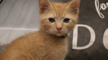 Rescue Domestic Short Hair Cats for Adoption in Kettering, Ohio - Clyde | PetCurious
