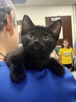 Benito -  Domestic Short Hair Cat for Adoption in Alexandria, Virginia - Benito | PetCurious