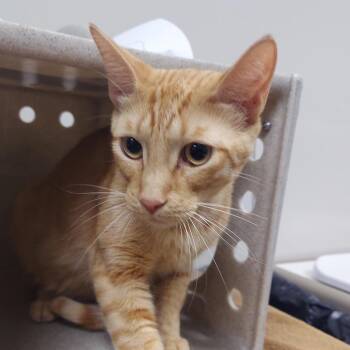 Yogi -  Domestic Short Hair Cat for Adoption in Reno, Nevada - Yogi | PetCurious