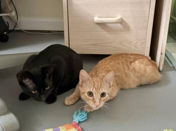 Fawn and Doe -  Domestic Short Hair Cat for Adoption in New Britain, Connecticut - Fawn And Doe | PetCurious