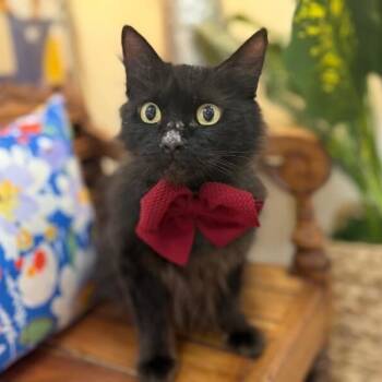 Star Fluffy Princess -  Bombay and Domestic Medium Hair Cat for Adoption in Friendswood, Texas - Star Fluffy Princess | PetCurious