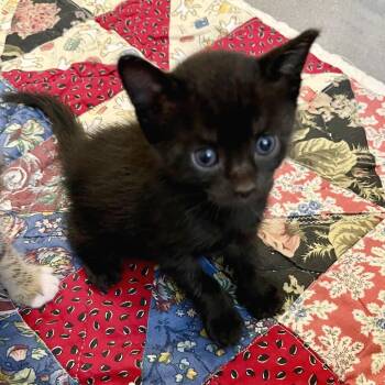 Domestic Short Hair Cats Available for Adoption in Austin, Texas - Kodachrome 3 | PetCurious