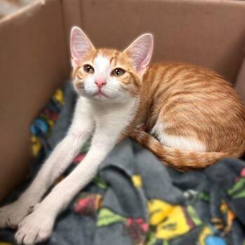 Bobbie -  Domestic Short Hair Cat for Adoption in Davenport, Iowa - Bobbie | PetCurious