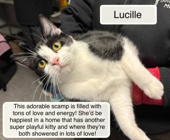 Domestic Short Hair Cats Available for Adoption in Ellicott City, Maryland - Lucille | PetCurious