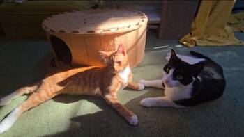 Dutton -  Domestic Short Hair Cat for Adoption in Hudson, New Hampshire - Dutton | PetCurious