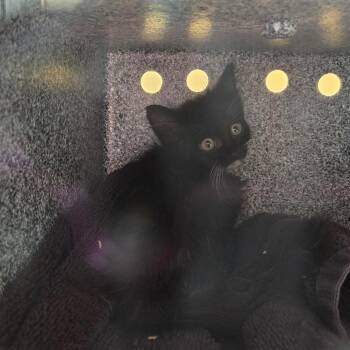 Domestic Short Hair Cats Available for Adoption in Pasadena, California - Joan Jett | PetCurious