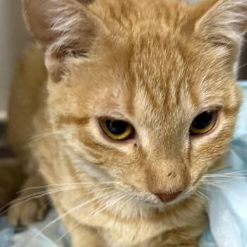 Gertrude -  Domestic Short Hair Cat for Adoption in Lake Jackson, Texas - Gertrude | PetCurious