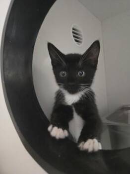 Grits -  Domestic Short Hair Cat for Adoption in Savannah, Georgia - Grits | PetCurious