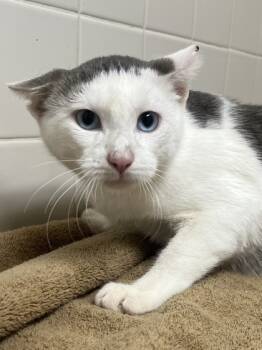 Rescue Domestic Short Hair Cats for Adoption in San Antonio, Texas - Marble | PetCurious