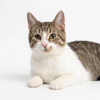Domestic Short Hair Cats Available for Adoption - Mike Hat | PetCurious