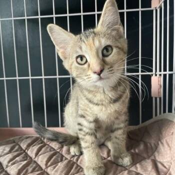Guac -  Domestic Short Hair Cat for Adoption in Dayton, Ohio - Guac | PetCurious