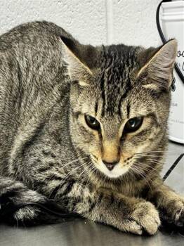 KYLE -  Domestic Short Hair Cat for Adoption - KYLE | PetCurious