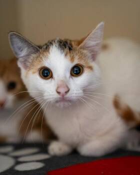 Tickles -  Domestic Short Hair Cat for Adoption in Pequot Lakes, Minnesota - Tickles | PetCurious