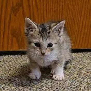 Bonnie -  Calico Cat for Adoption in Hopkinsville, Kentucky - Bonnie | PetCurious