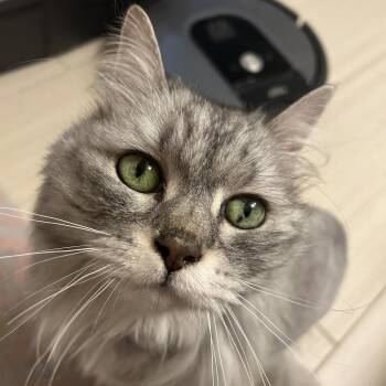 Stormie -  Domestic Medium Hair Cat for Adoption in Philadelphia, Pennsylvania - Stormie | PetCurious