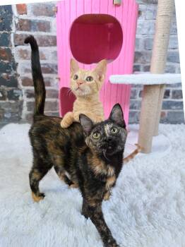 Sassafrass -  Domestic Short Hair Cat for Adoption in New Orleans, Louisiana - Sassafrass | PetCurious