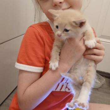 Petey -  Domestic Medium Hair Cat for Adoption in Wadena, Minnesota - Petey | PetCurious