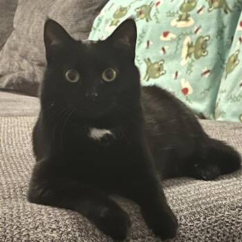 Domestic Short Hair Cats Available for Adoption - Moth | PetCurious