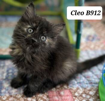Domestic Long Hair Cats Available for Adoption in Morganton, North Carolina - Cleo | PetCurious