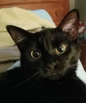 Gypsy -  Domestic Short Hair Cat for Adoption in Centerville, Georgia - Gypsy | PetCurious