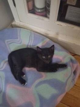 Ham -  Domestic Short Hair Cat for Adoption in Hazlet, New Jersey - Ham | PetCurious